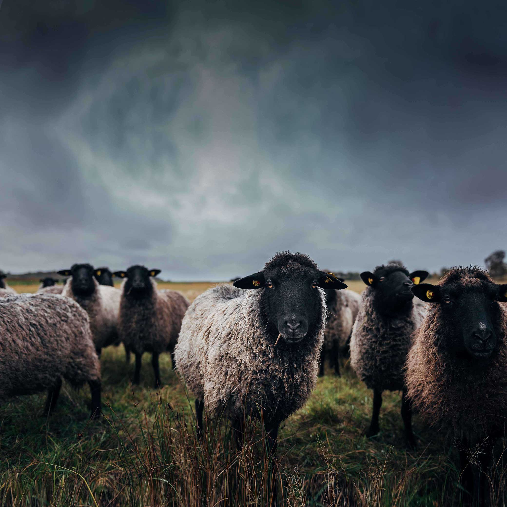 Video laden: Unsere Geschichte "Wool for future" - NDR North story